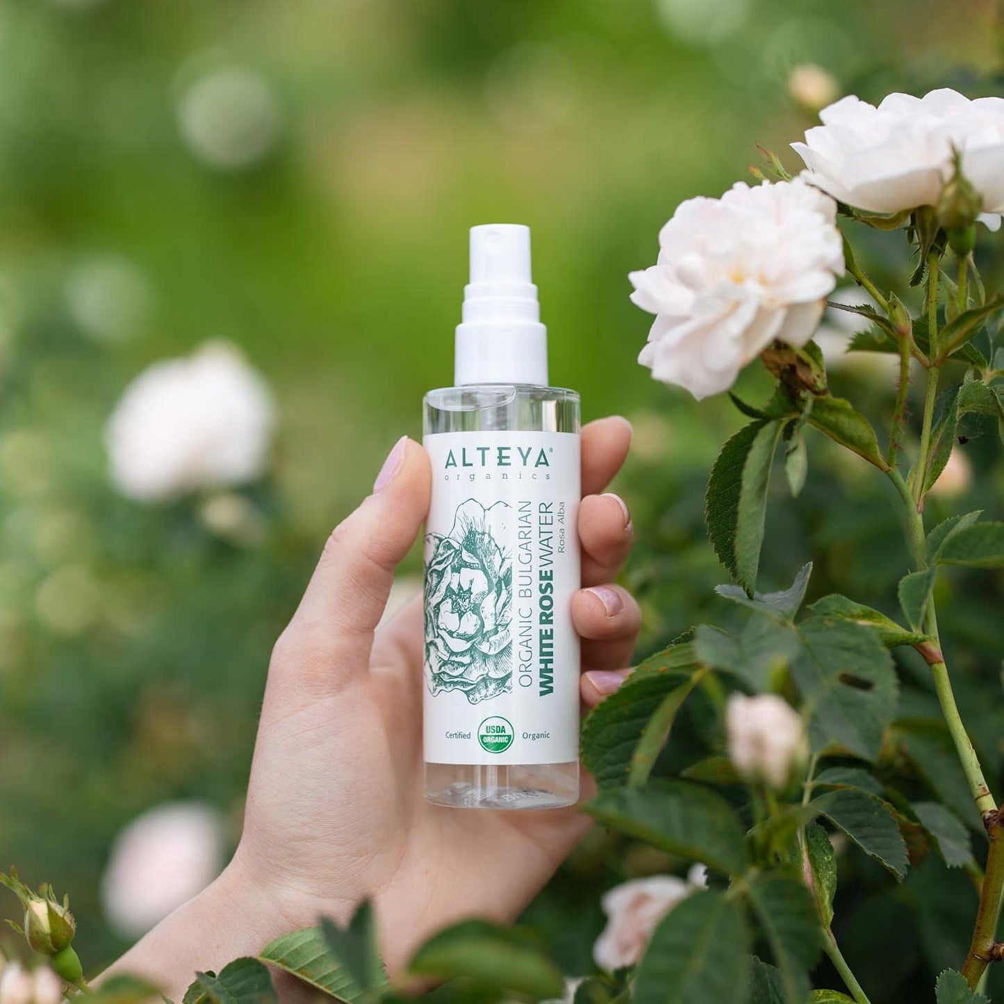 Organic White Rose Water Spray 100Ml - Pure Organic Rosa Alba Hydrolat - No Artificial Ingredients - USDA Certified Organic - Best for Sensitive Skin - Face Toner, Condition Hair & Scalp